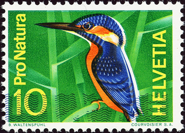 Bild-1: 439.1.09 - 1966, kingfisher
